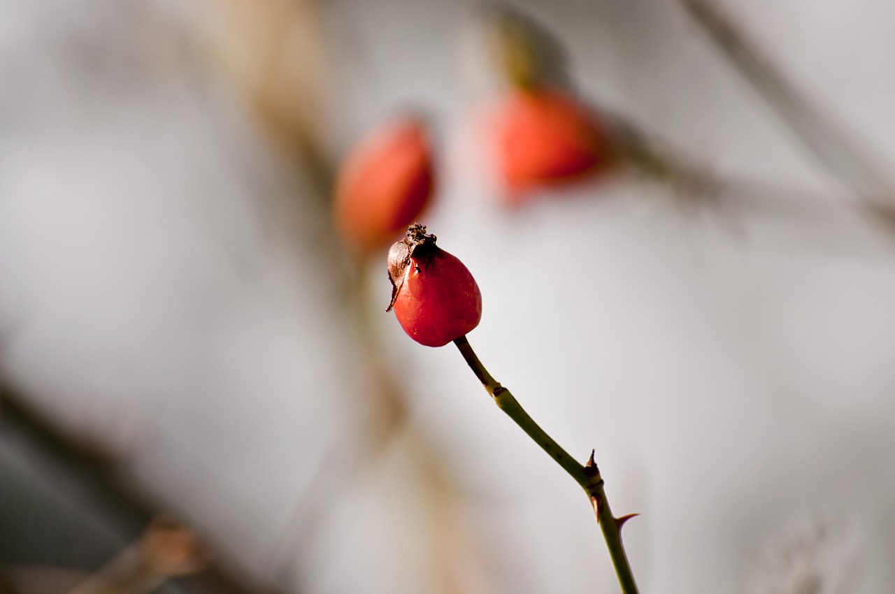 rose hip  plant  close up free photo