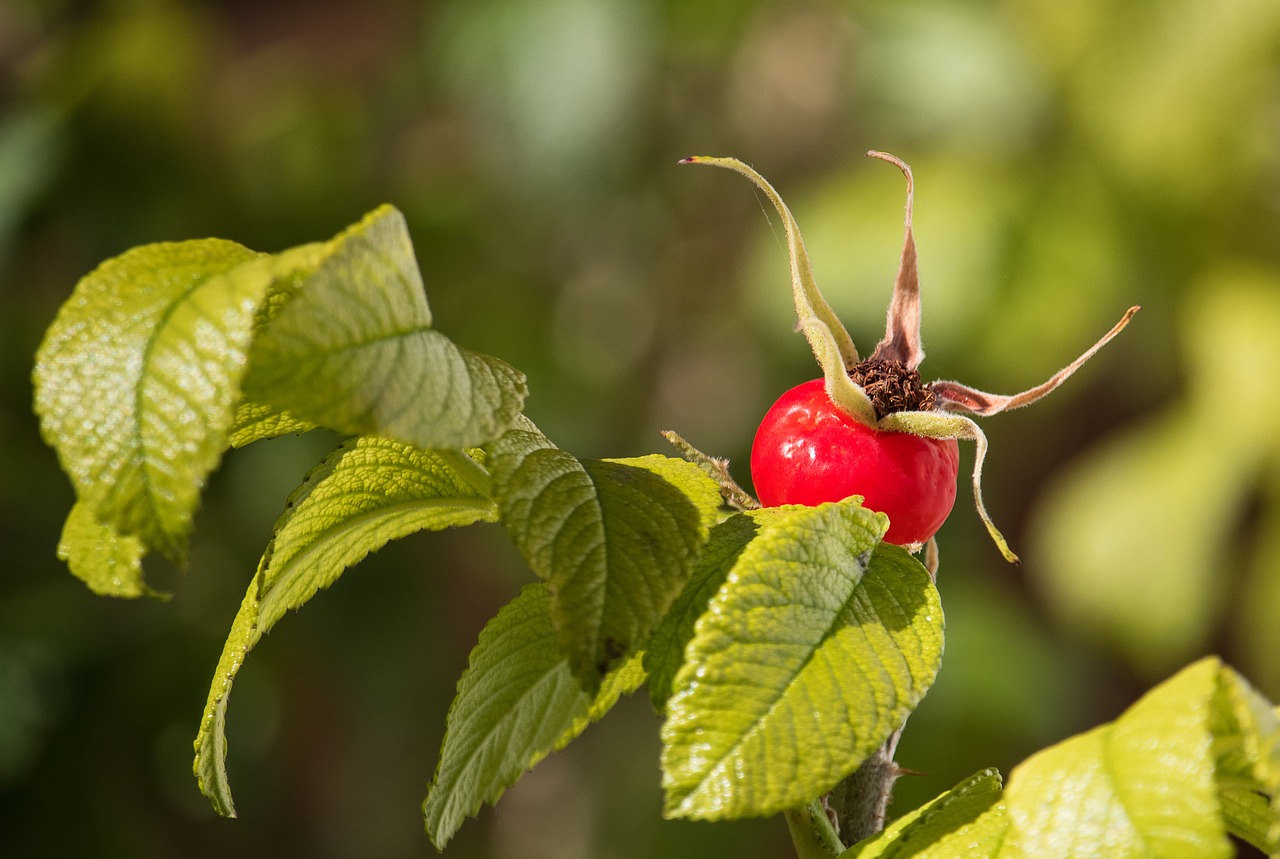 rose hip  plant  autumn free photo