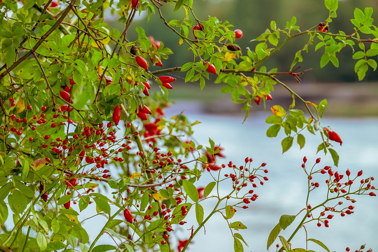 rose hip  canina  fruit free photo