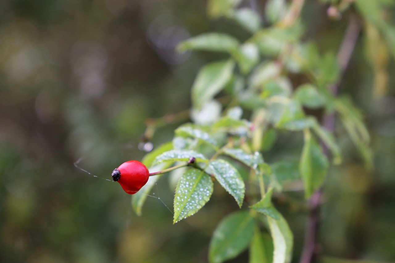 rose hip  dog rose  red berry free photo