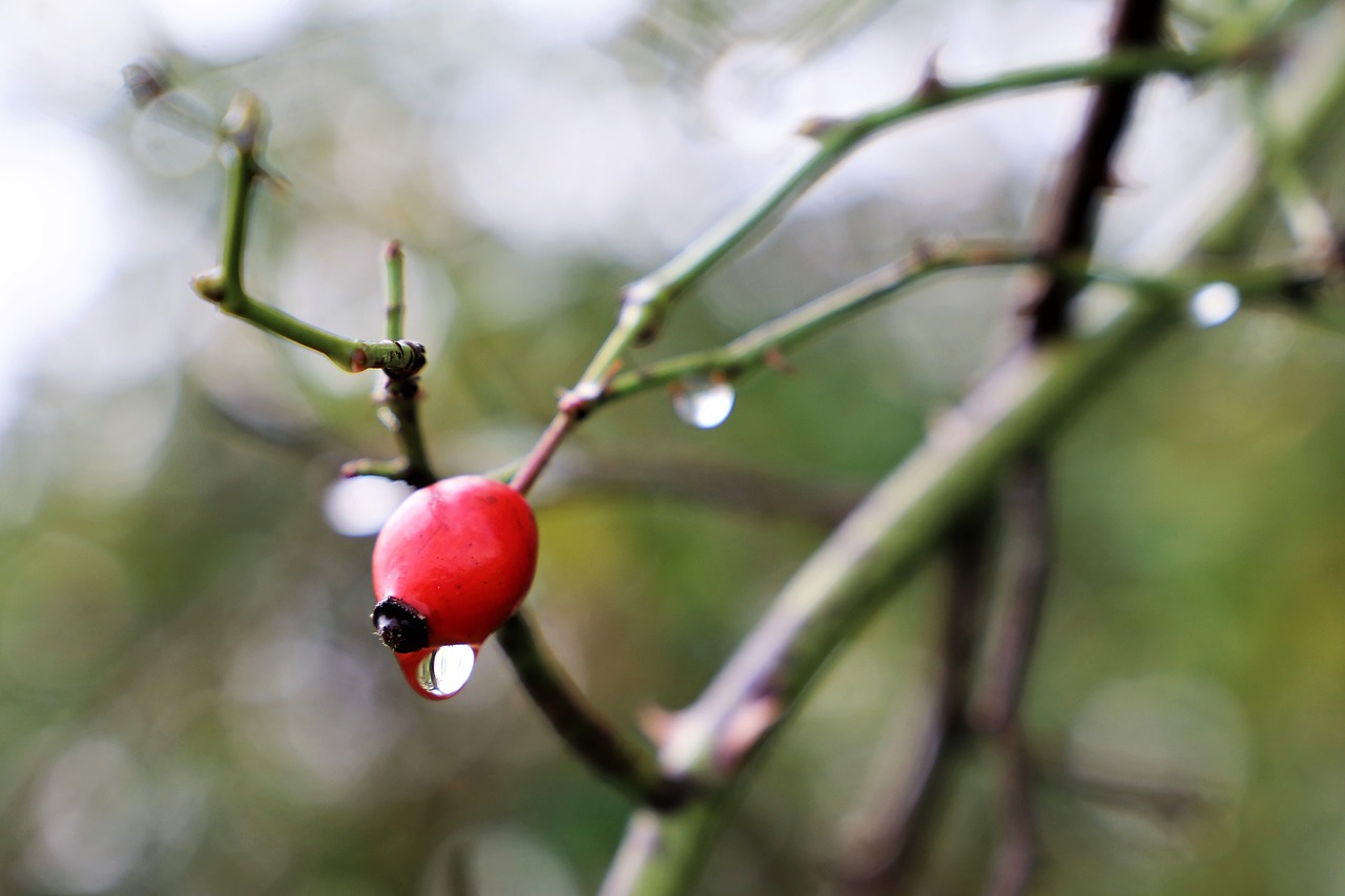 rose hip  dog rose  red berry free photo