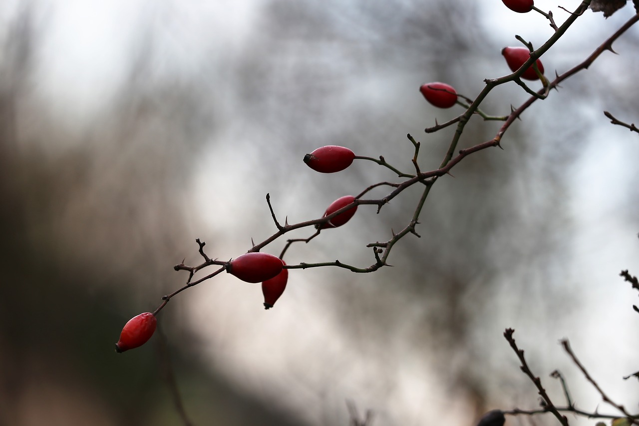 rose hip  dog rose  berries free photo