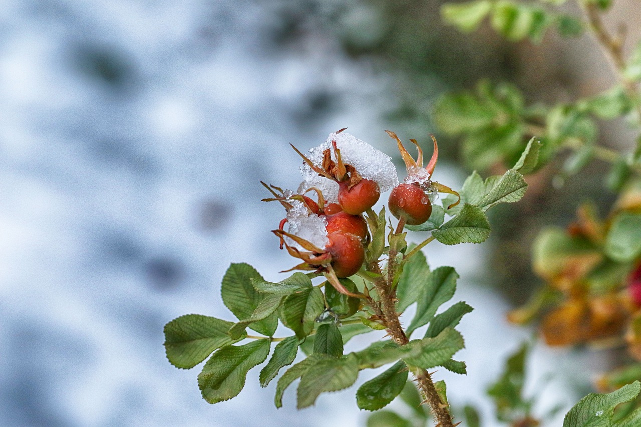 rose hip  frost  snow free photo