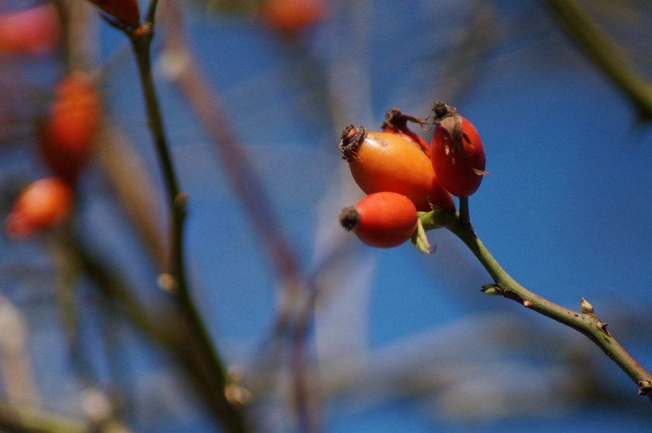 rose hip  non-toxic  nut fruits free photo