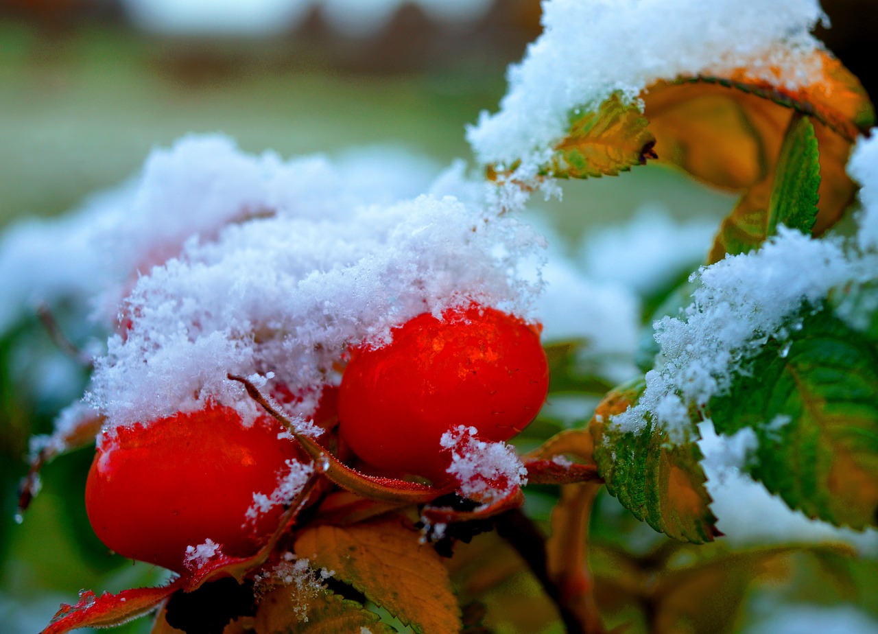 rose hip  snow  winter free photo