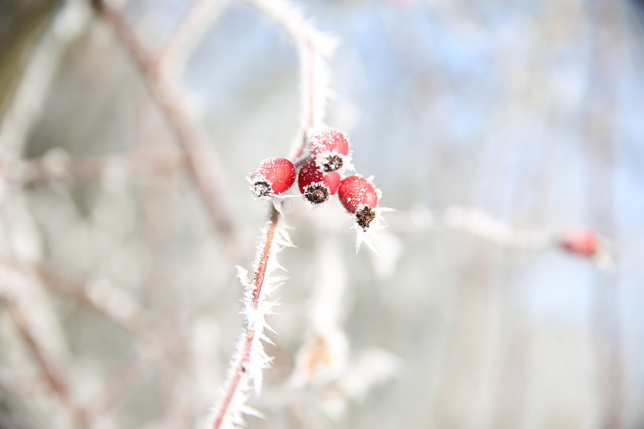 rose hip  winter  iced free photo