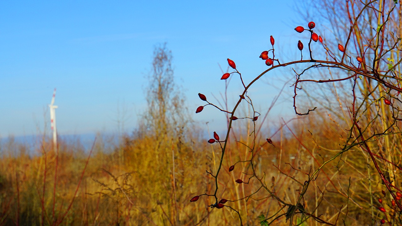 rose hip  bush  red free photo