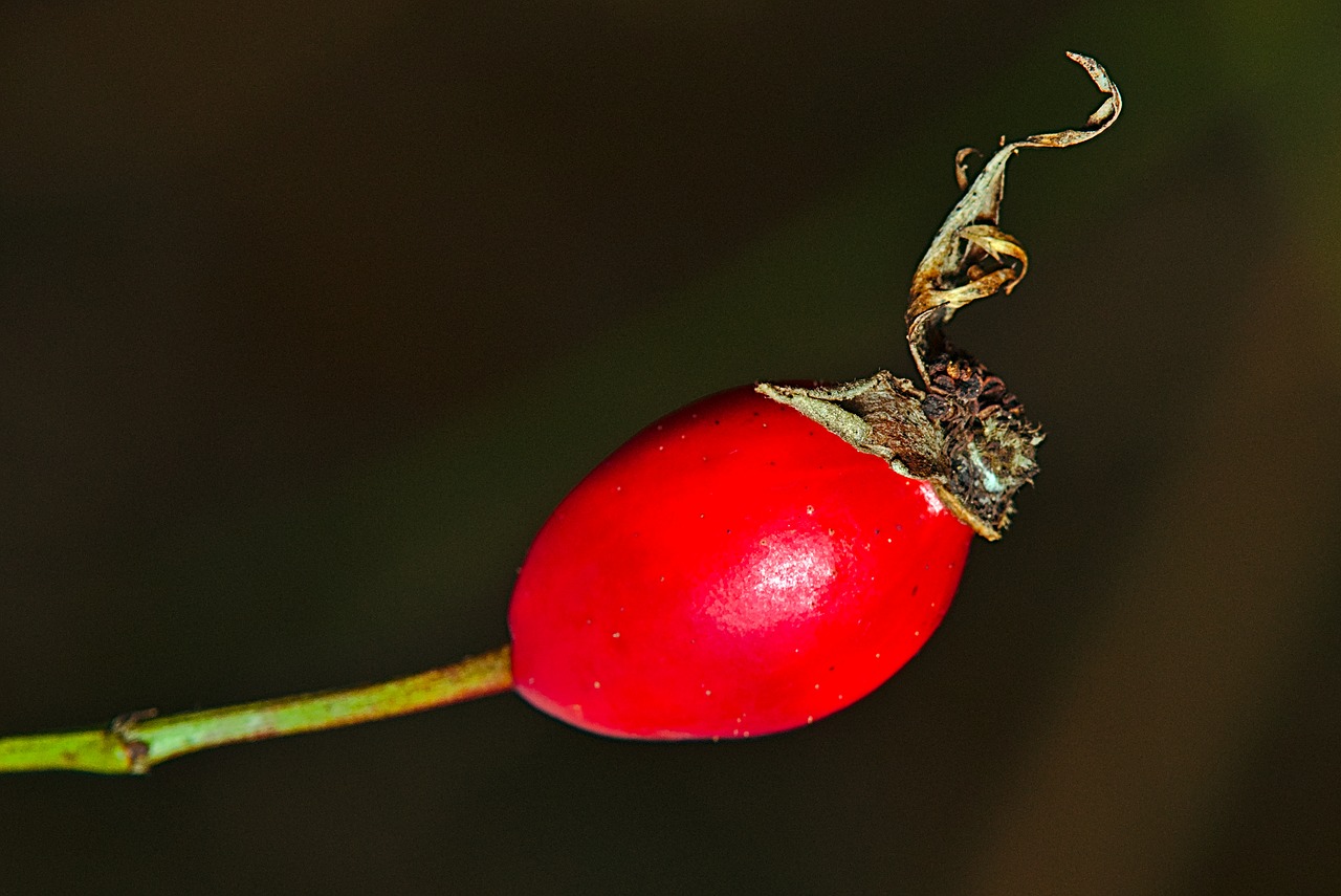 rose hip  winter  close up free photo