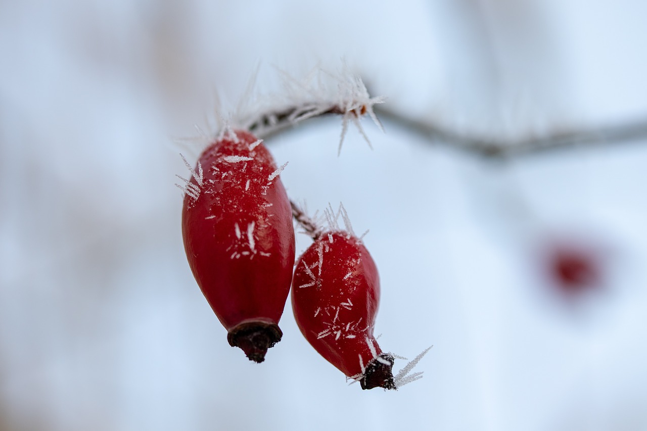 rose hip  eiskristalle  frost free photo