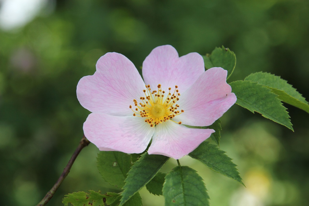 rose hip  blossom  bloom free photo