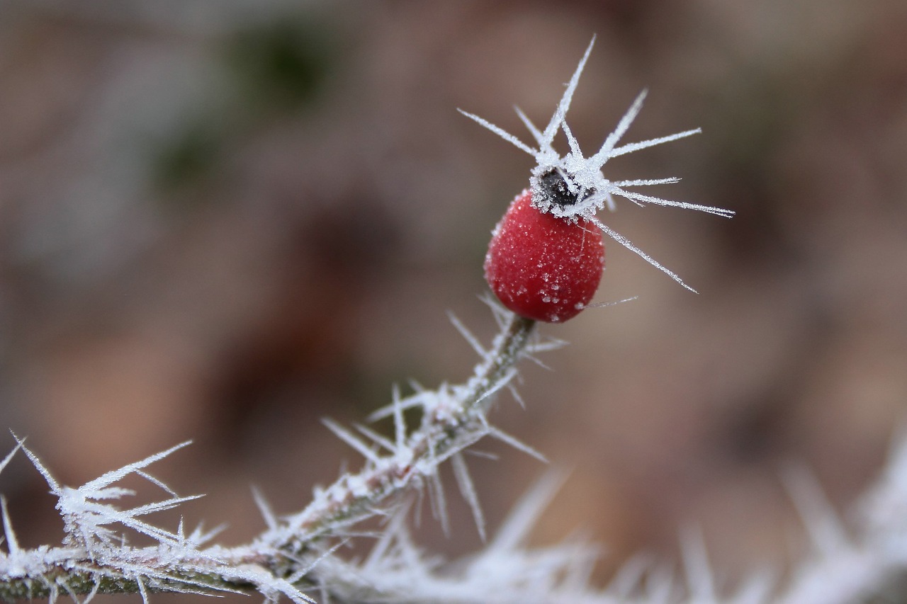 rose hip  ripe  crystals free photo