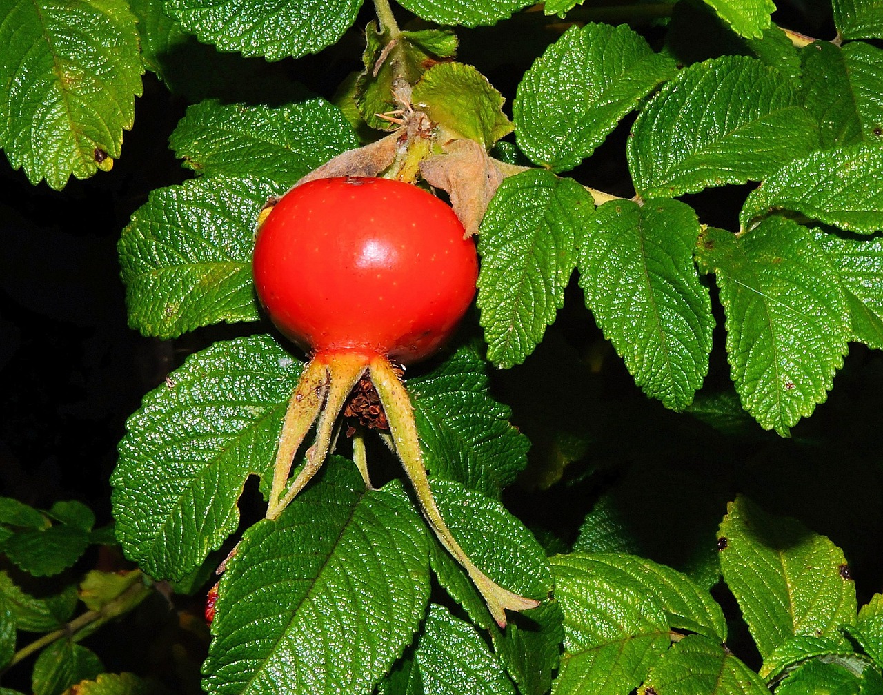 rose hip fruit wild rose free photo