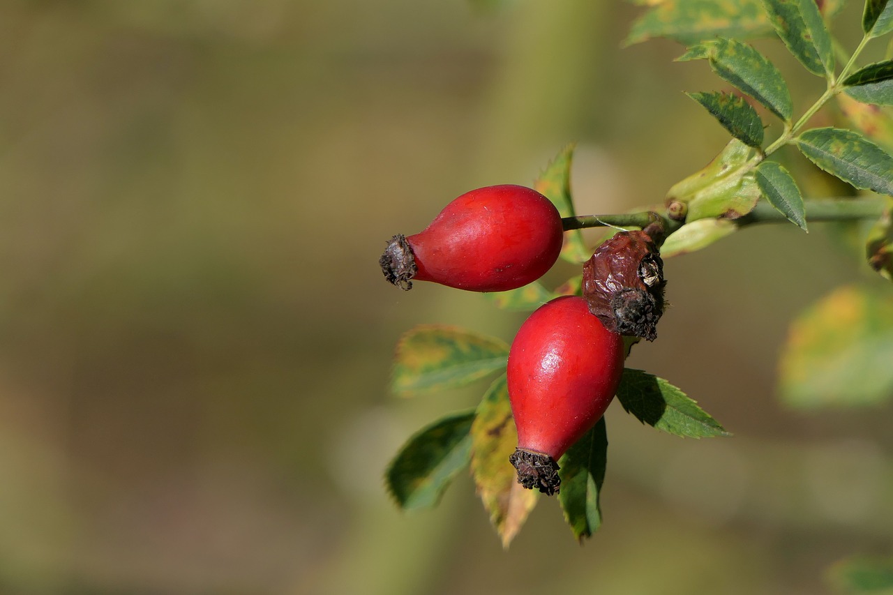 rose hip  plant  nature free photo