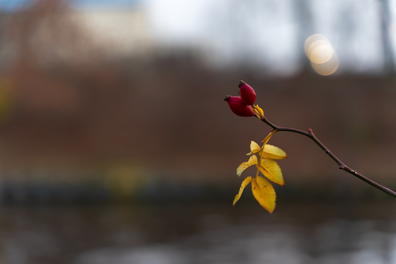 rose hip  blossom  bloom free photo