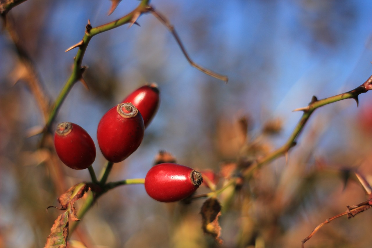 rose hip  branch  nature free photo