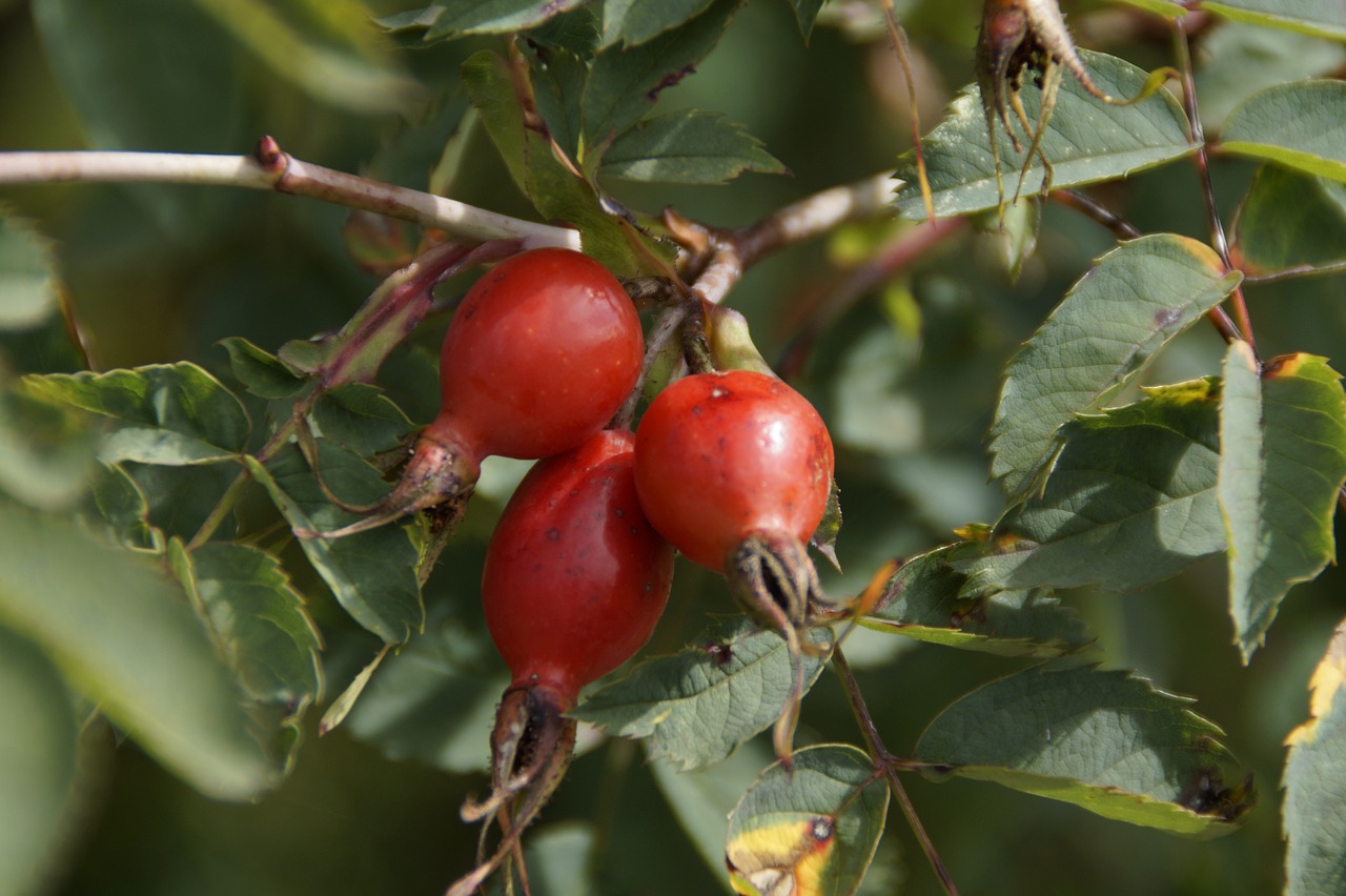rose hip plant red free photo