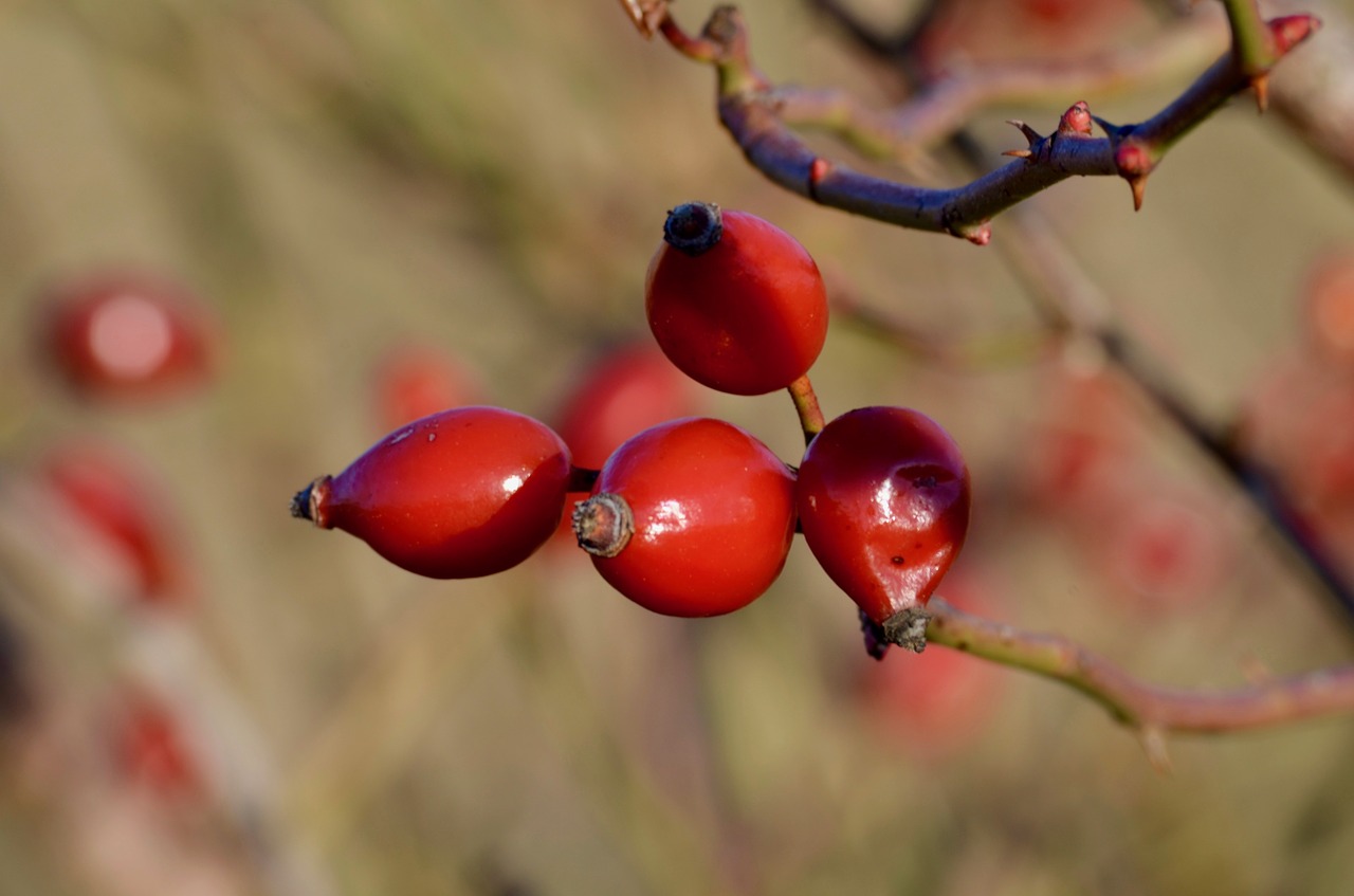 rose hip  fruit  nature free photo