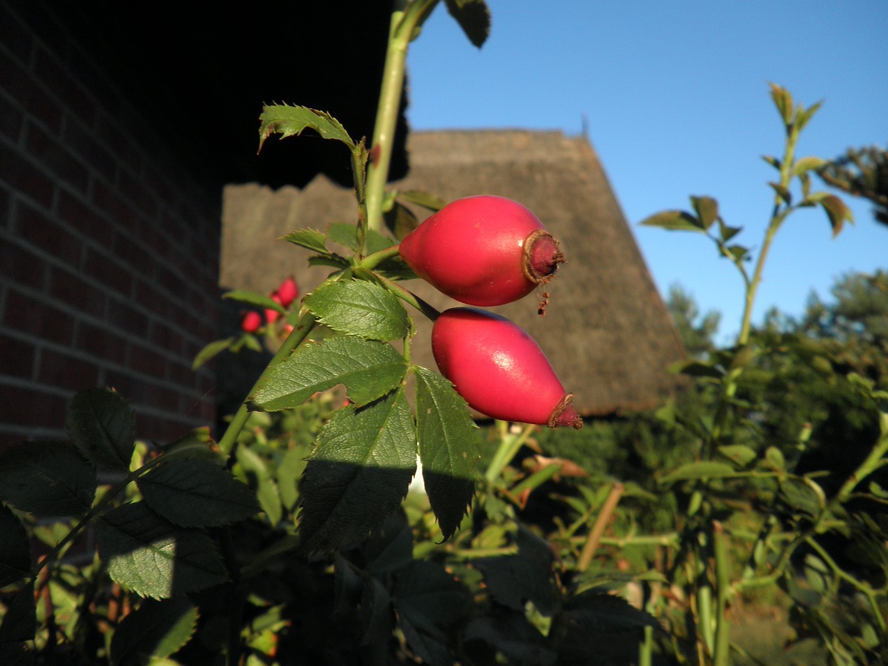 rose hip wild rose fruit free photo