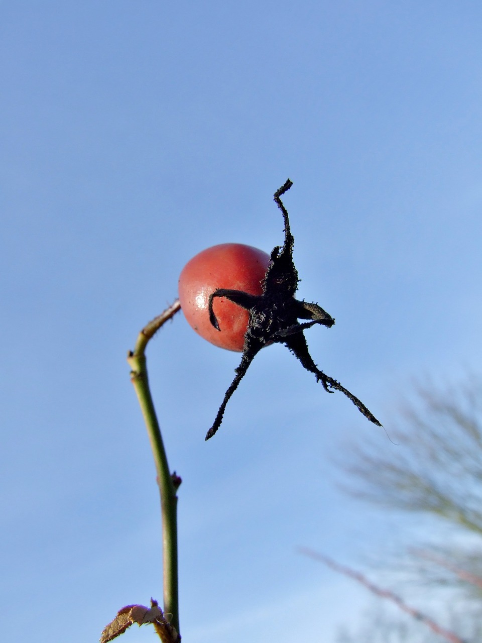 rose hip plant rose free photo