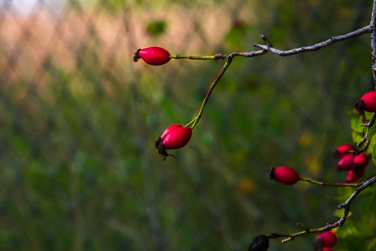 rose hip red color free photo