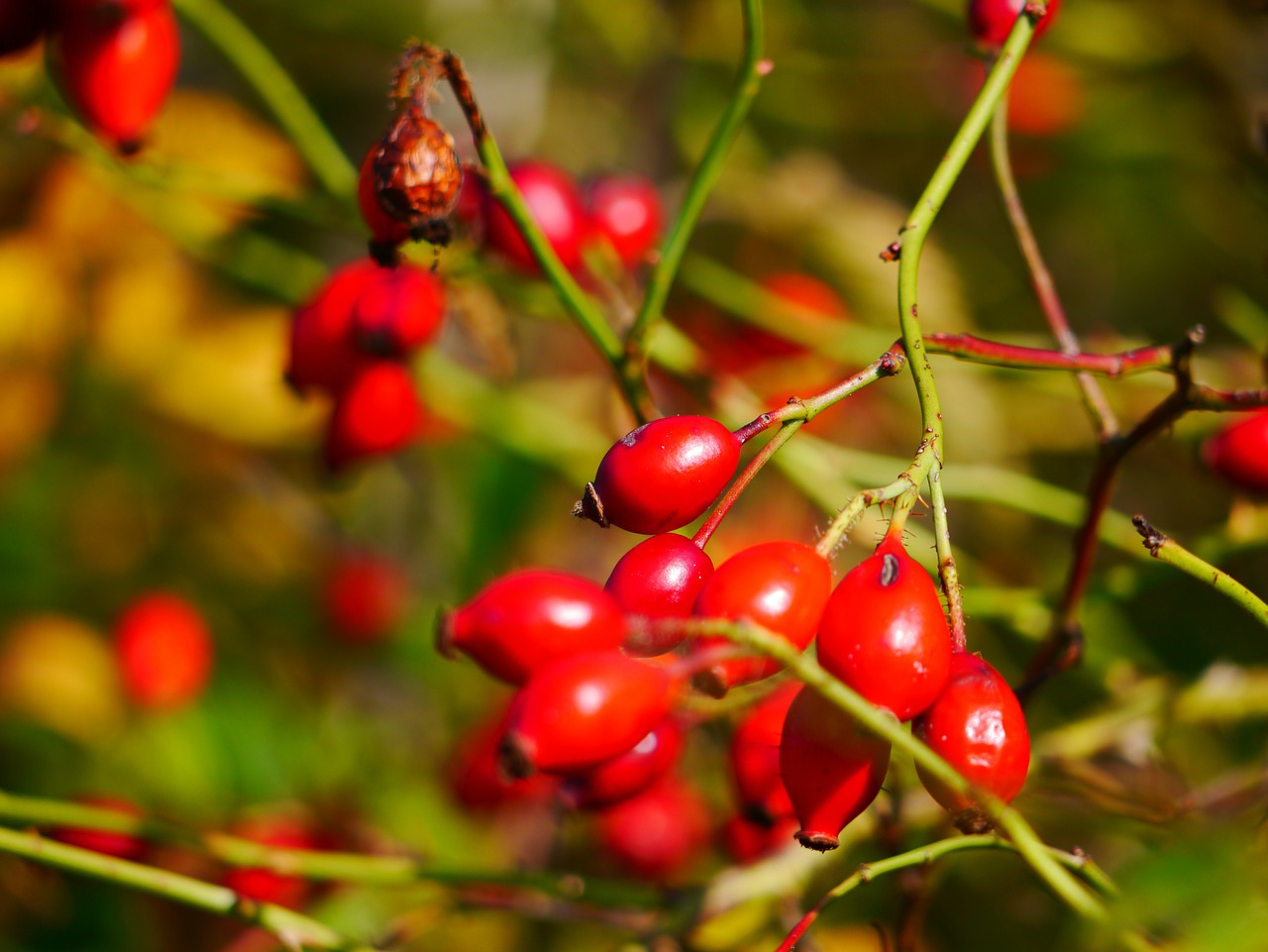 rose hip bush fruit free photo