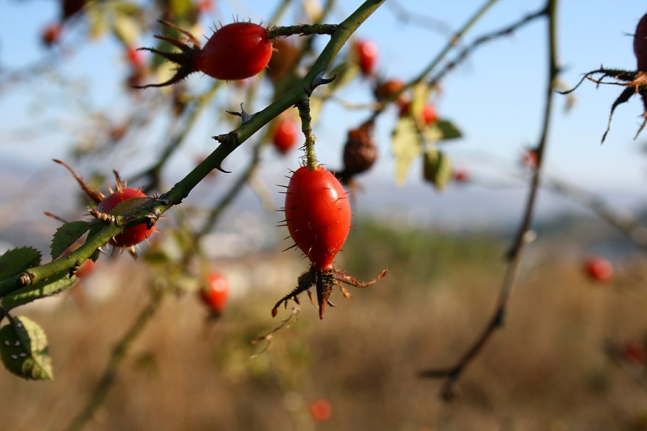rose hip spiked nature free photo