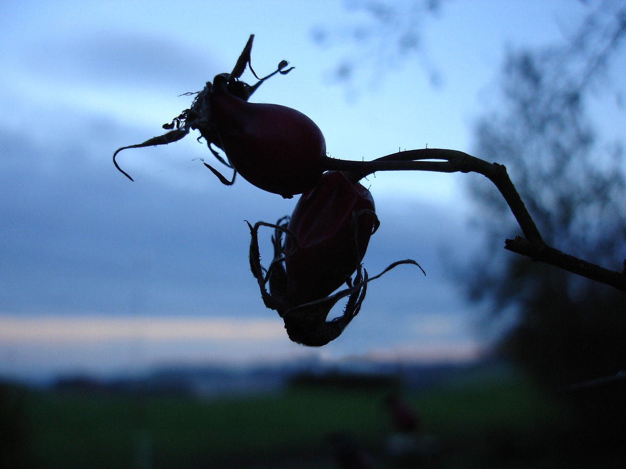 rose hip nature plant free photo