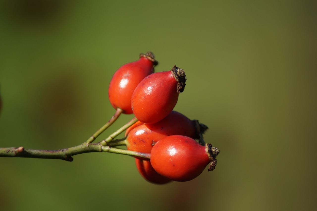 rose hip autumn red free photo