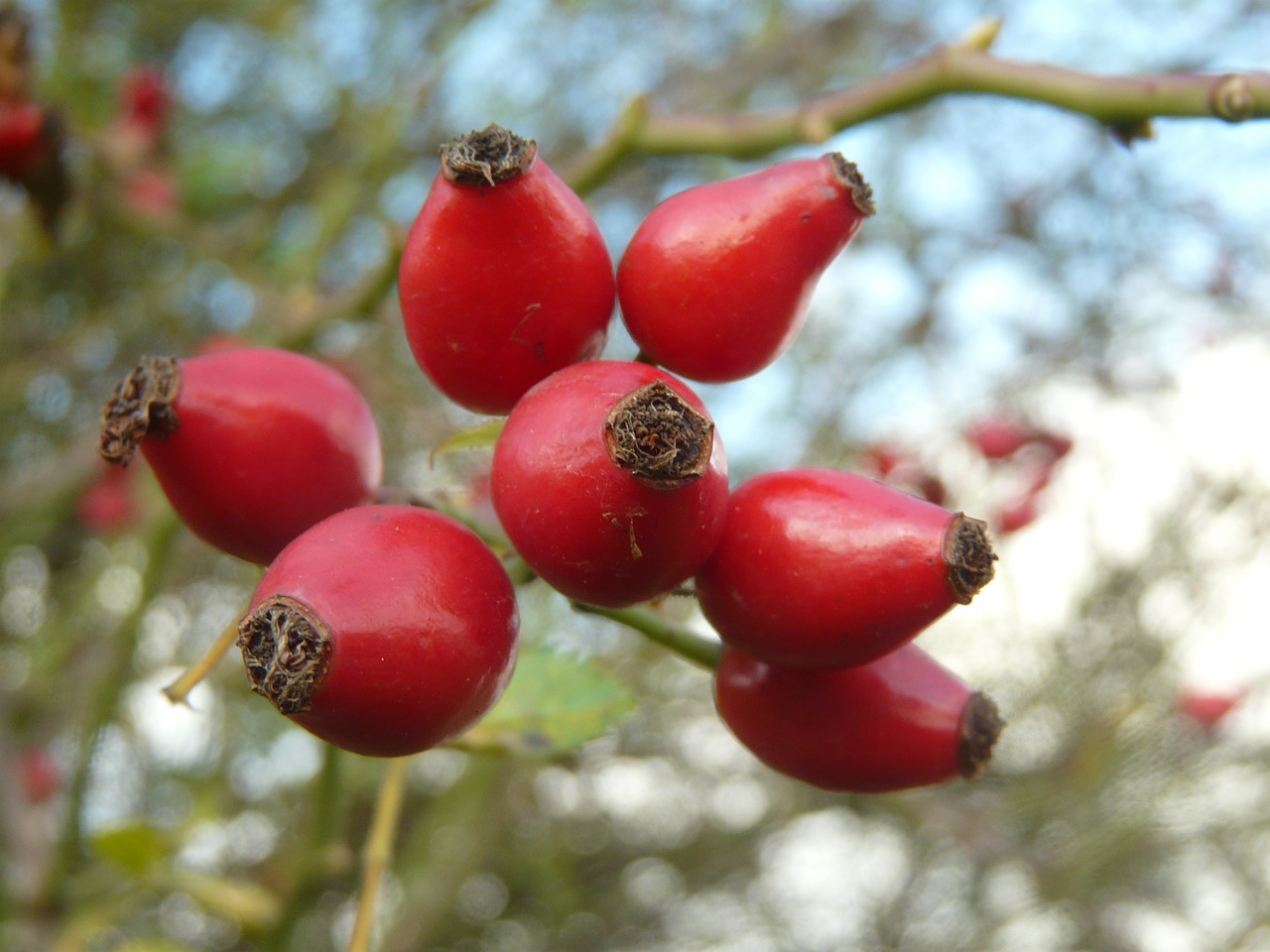 rose hip fruit nature free photo