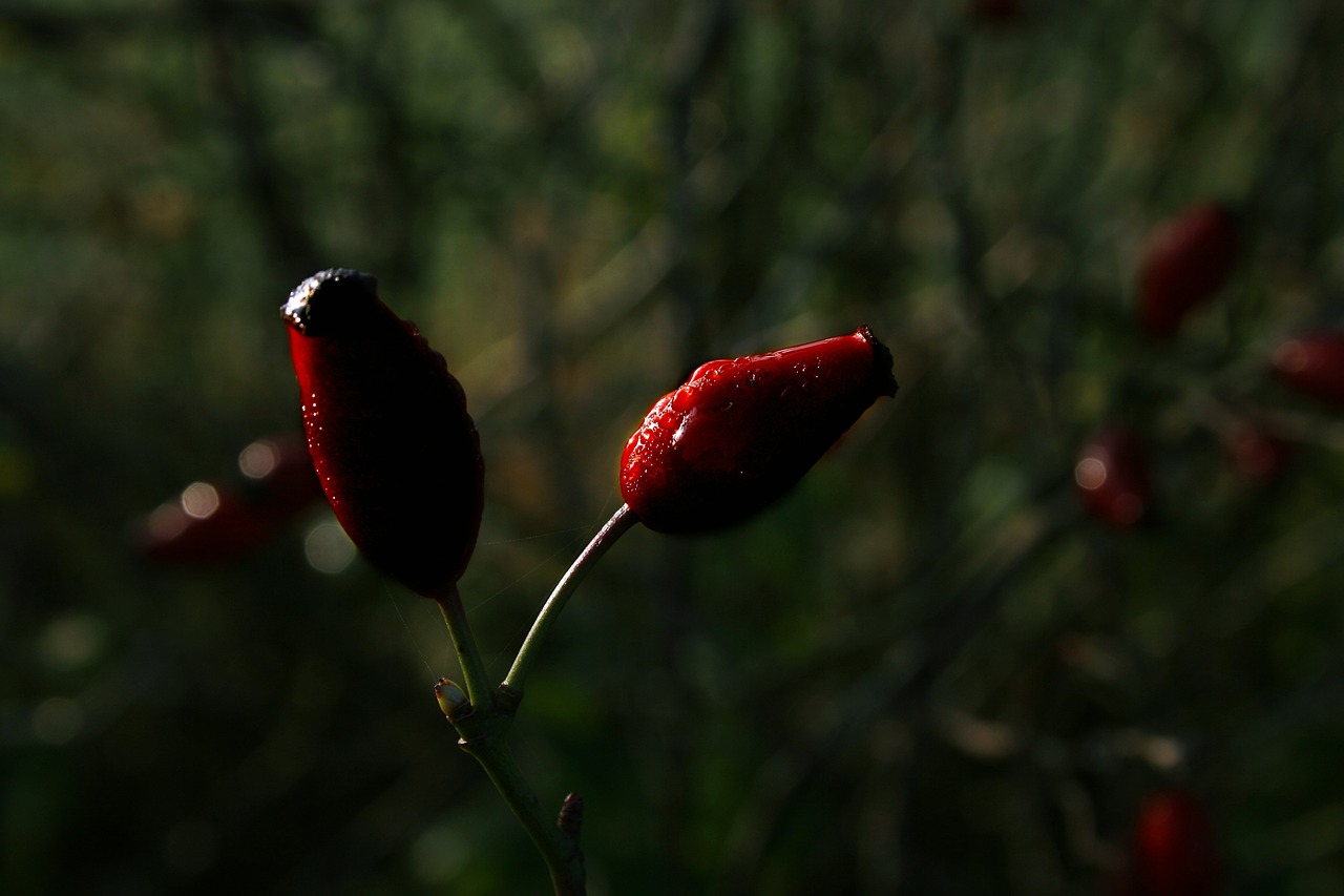 rose hip wild rose fruit free photo