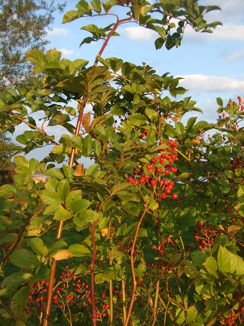 rose hip bush autumn free photo