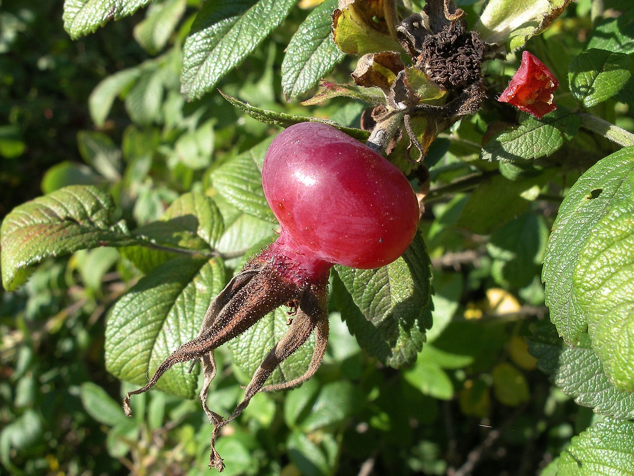 rose hip fruit berry free photo