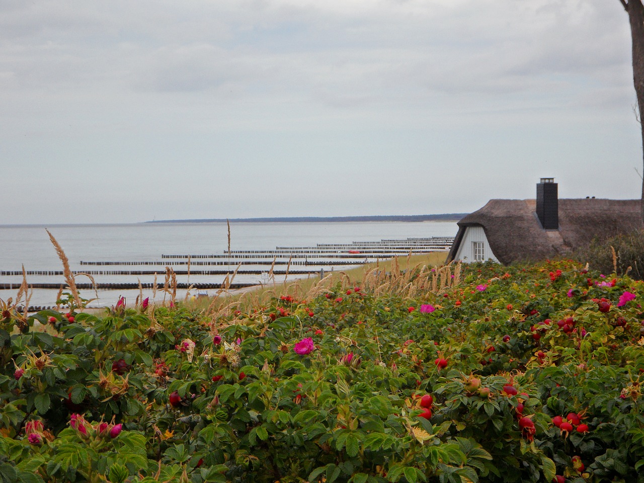 rose hip reed sea free photo