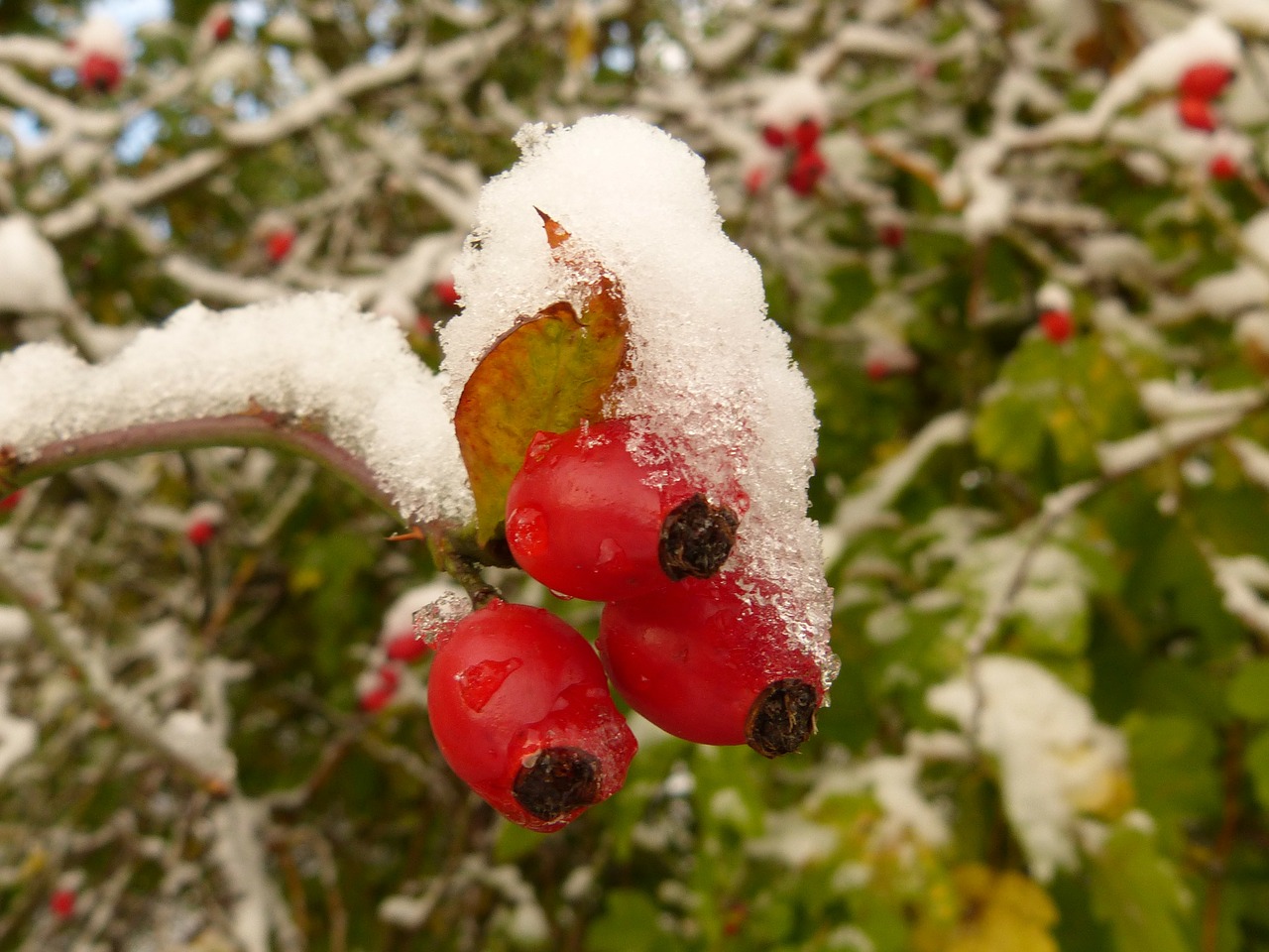 rose hip snow frost free photo