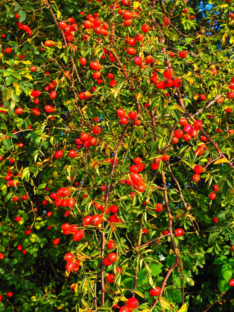 rose hip fruit red free photo