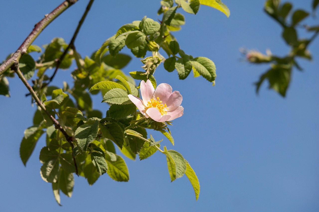 rose hip wild rose blossom free photo