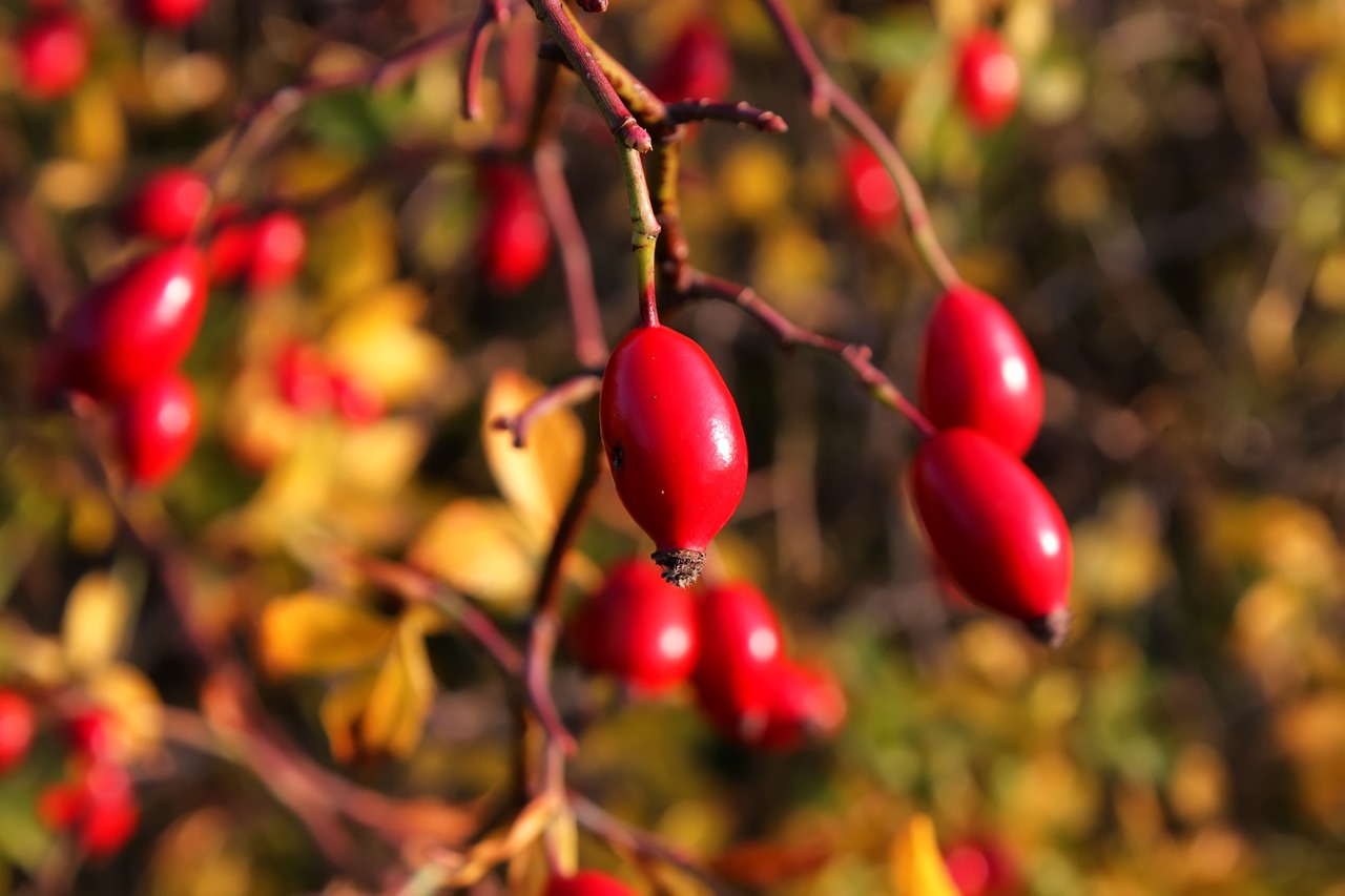 rose hip red fruit free photo