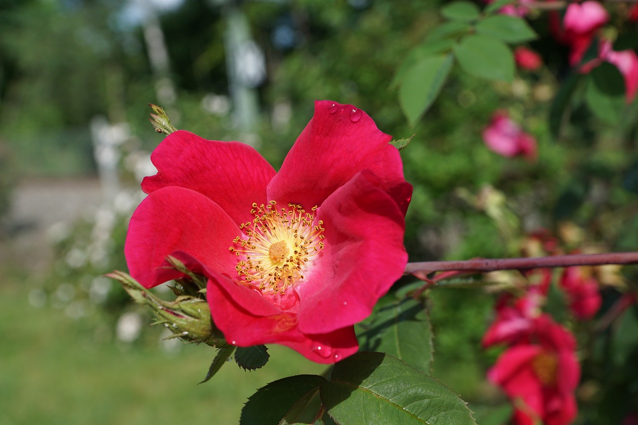 rose hip blossom bloom free photo