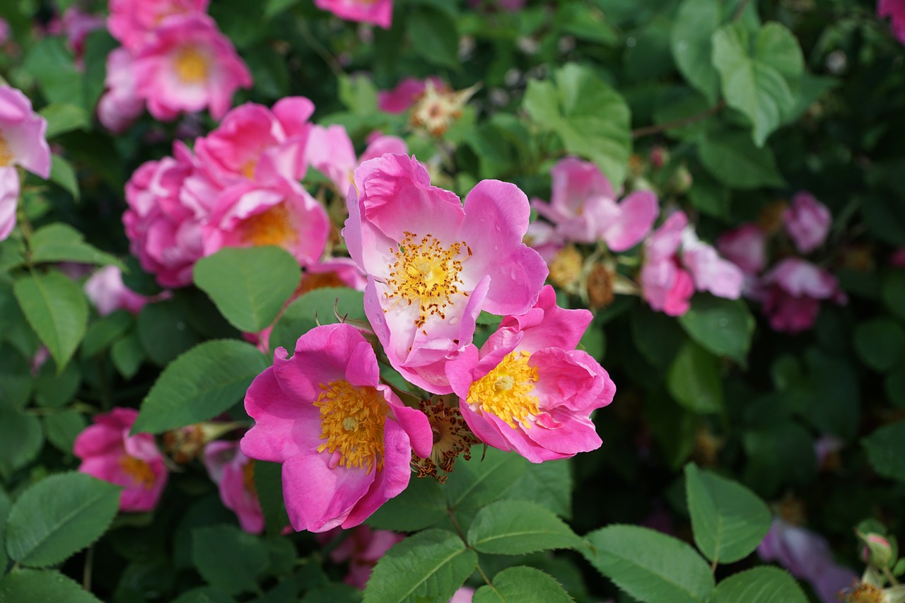 rose hip blossom bloom free photo