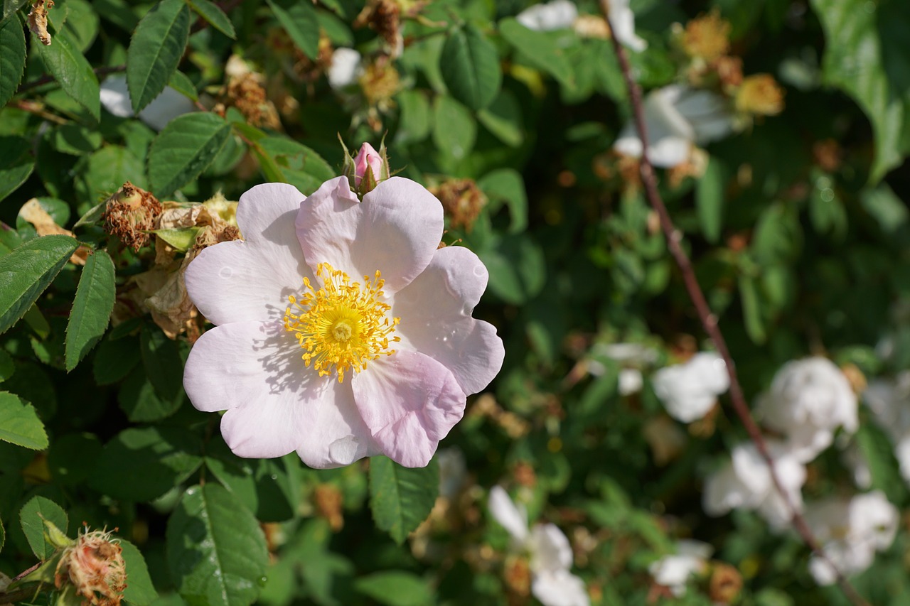 rose hip blossom bloom free photo