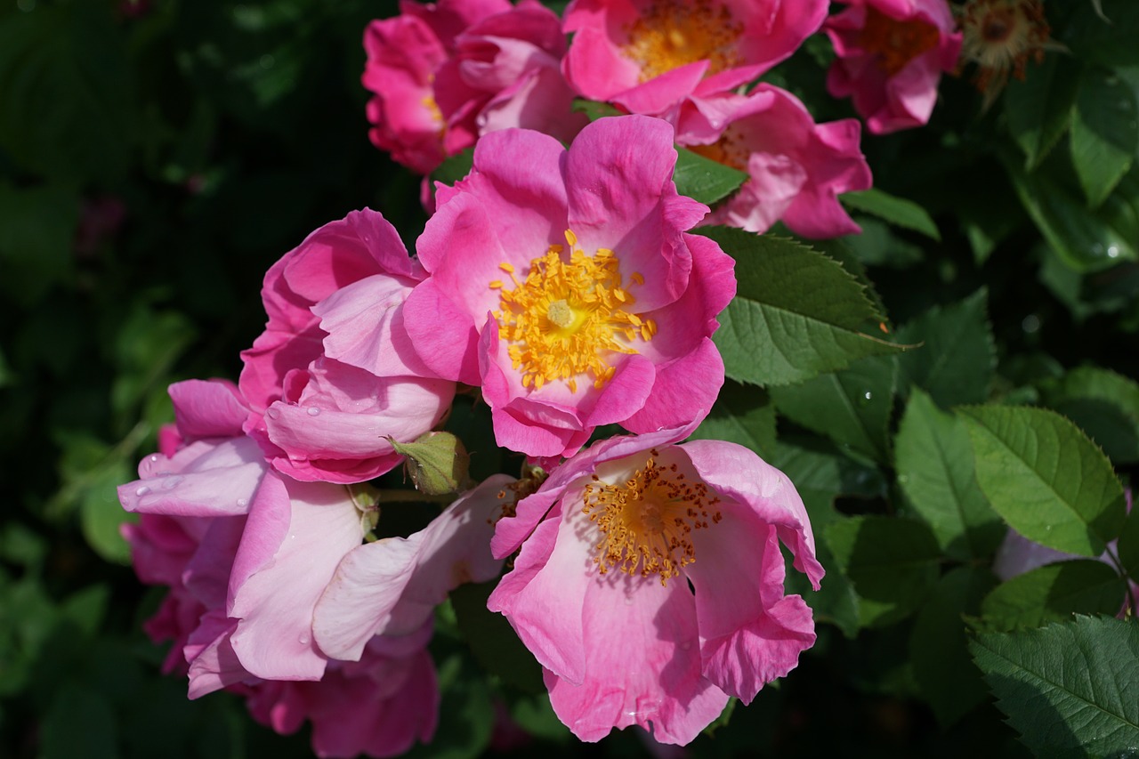 rose hip blossom bloom free photo