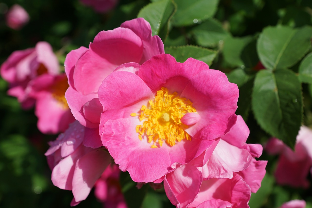 rose hip blossom bloom free photo