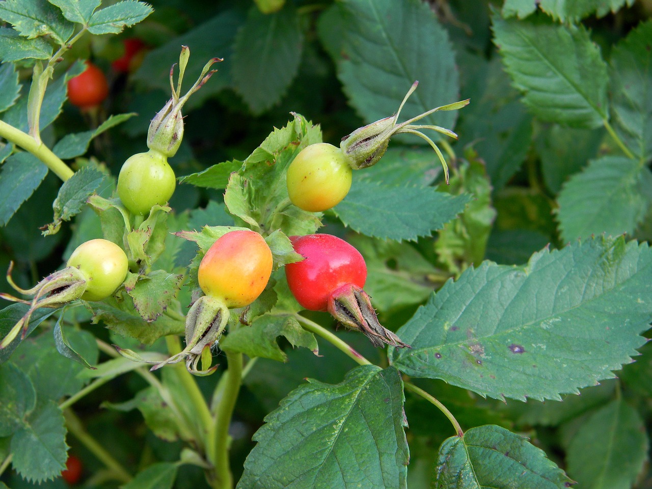 rose hip berry bush free photo