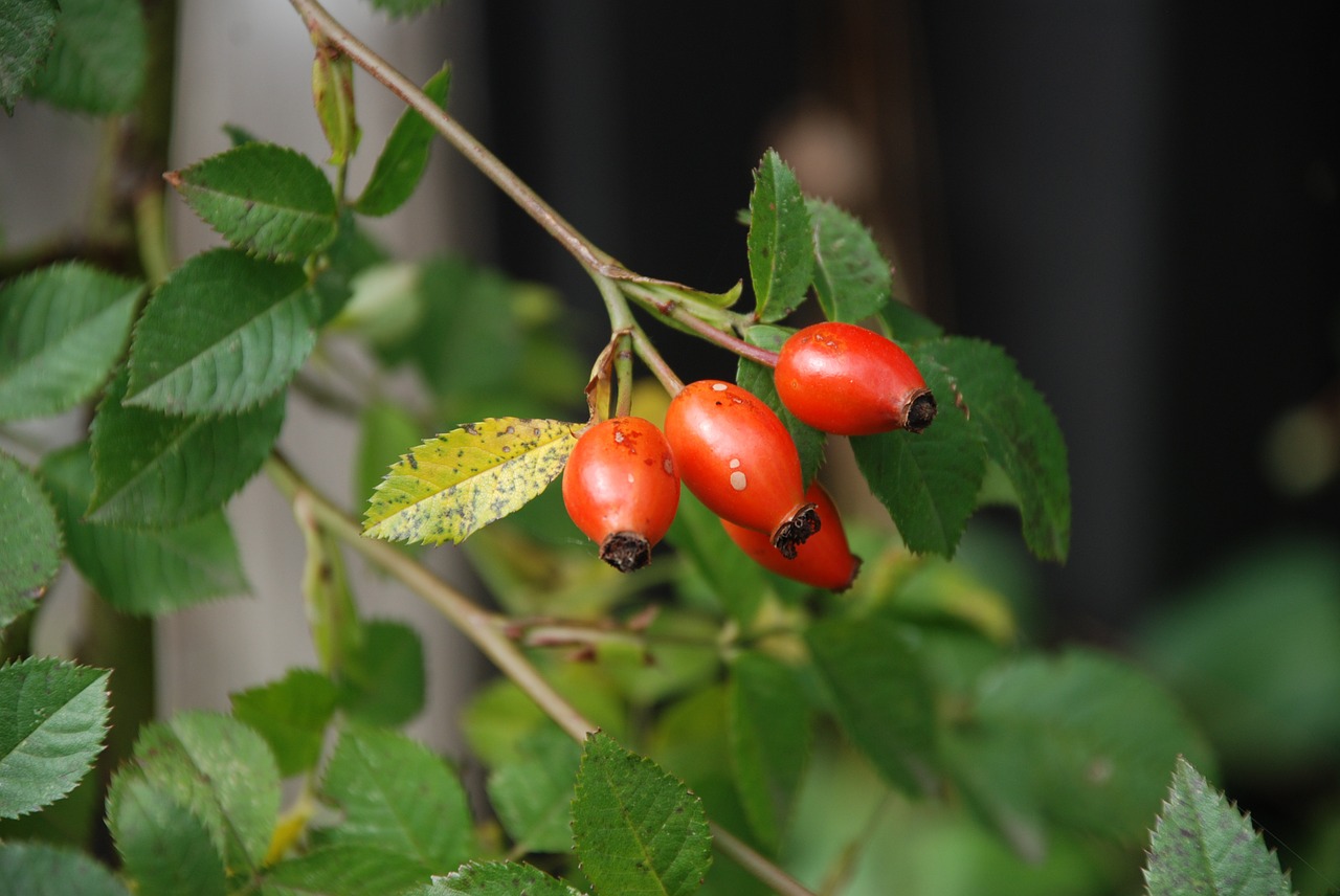 rose hip leaves autumn free photo