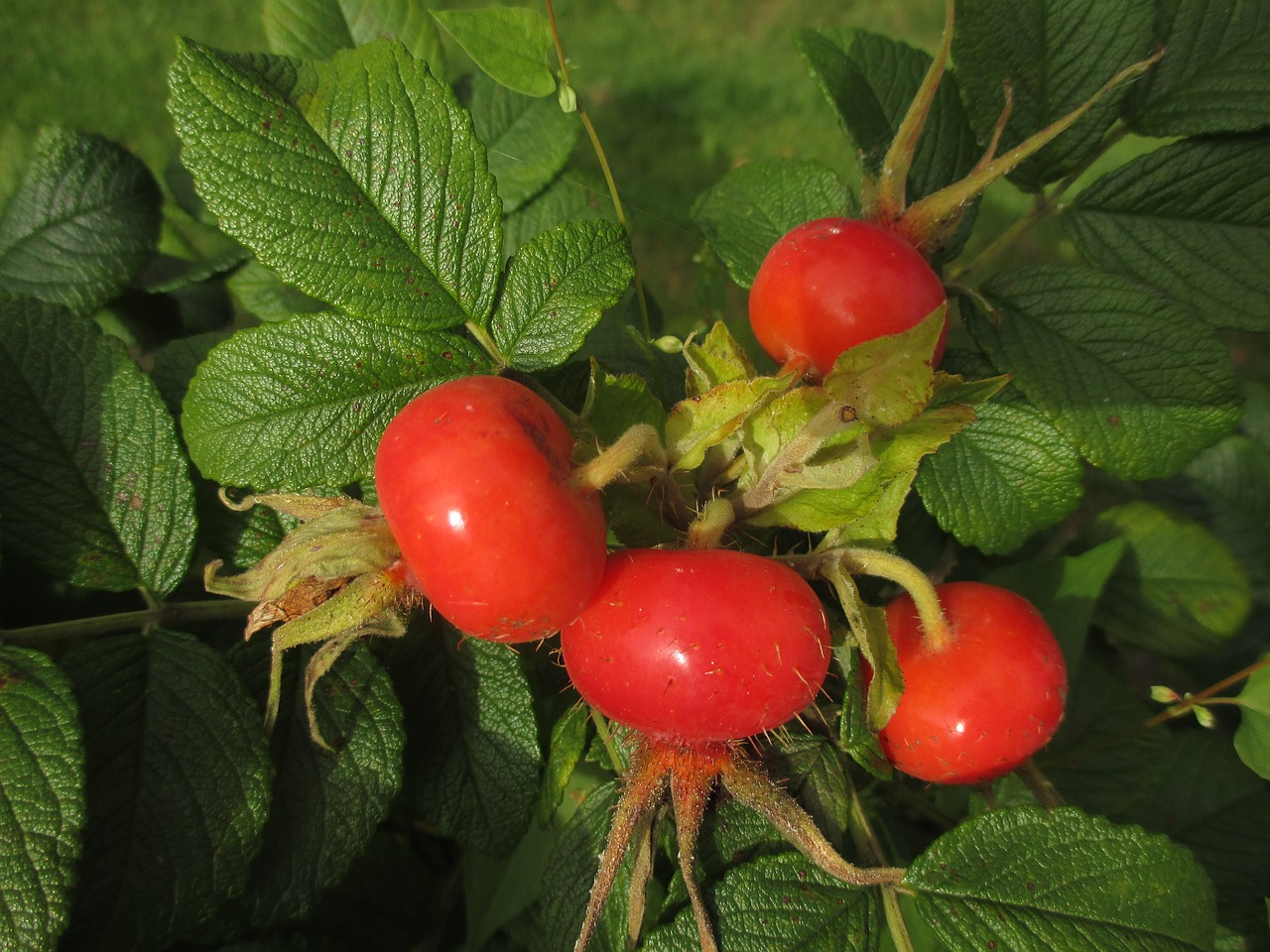 rose hip wild rose autumn free photo