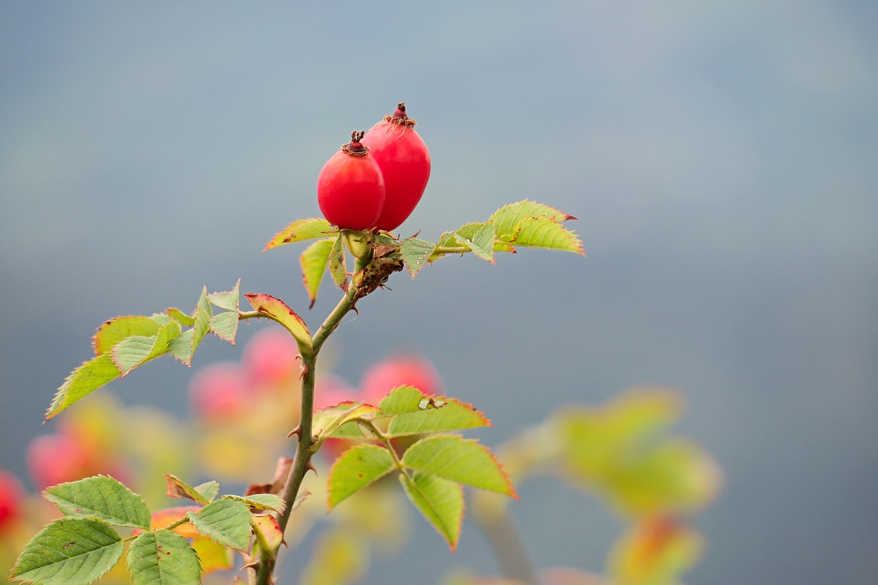 rose hip autumn wild rose free photo