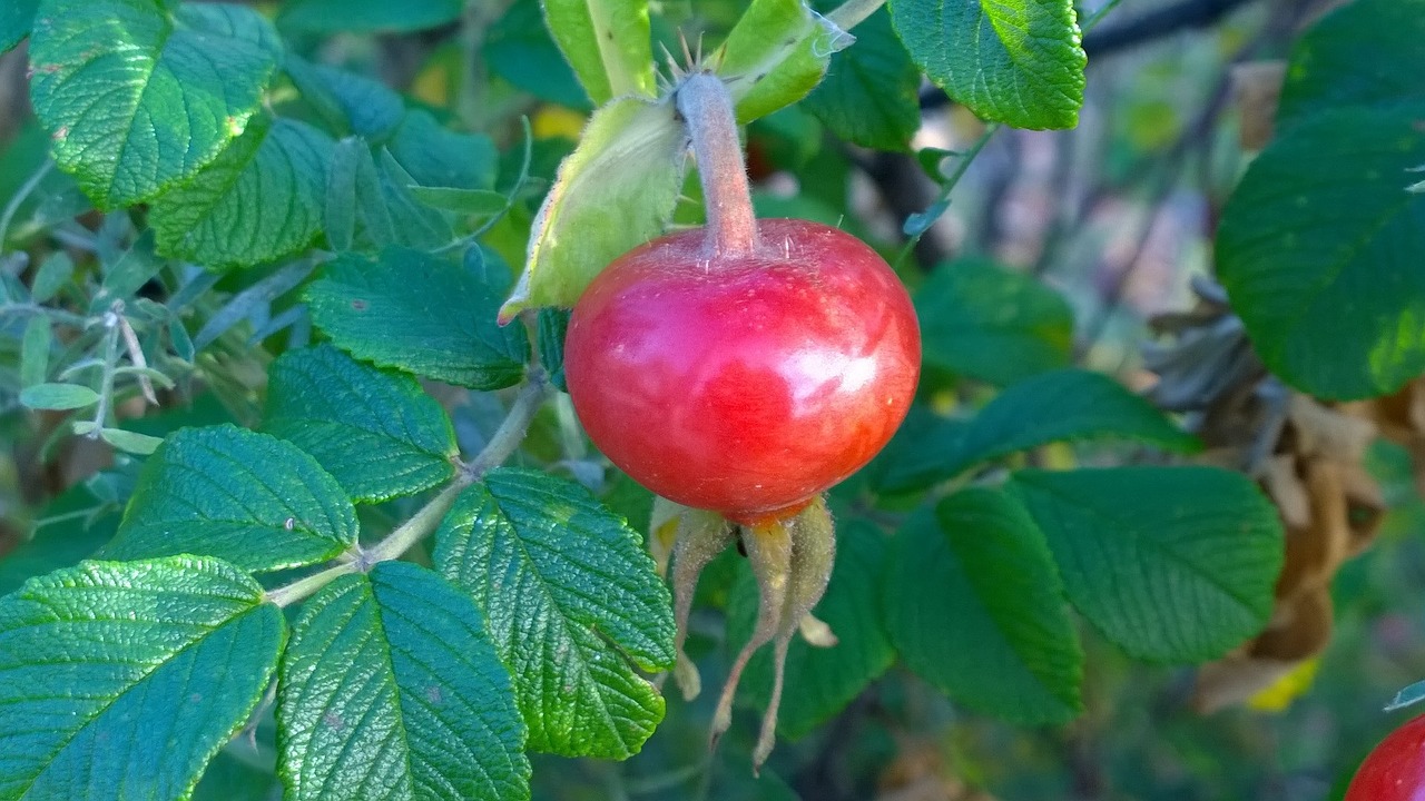 rose hip berry rose free photo