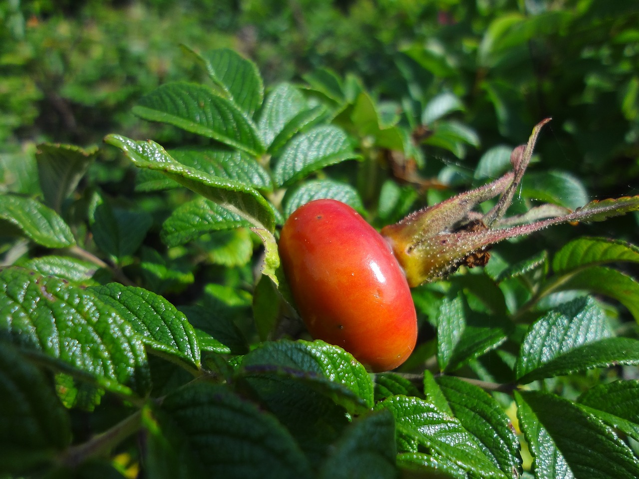 rose hip nature plant free photo