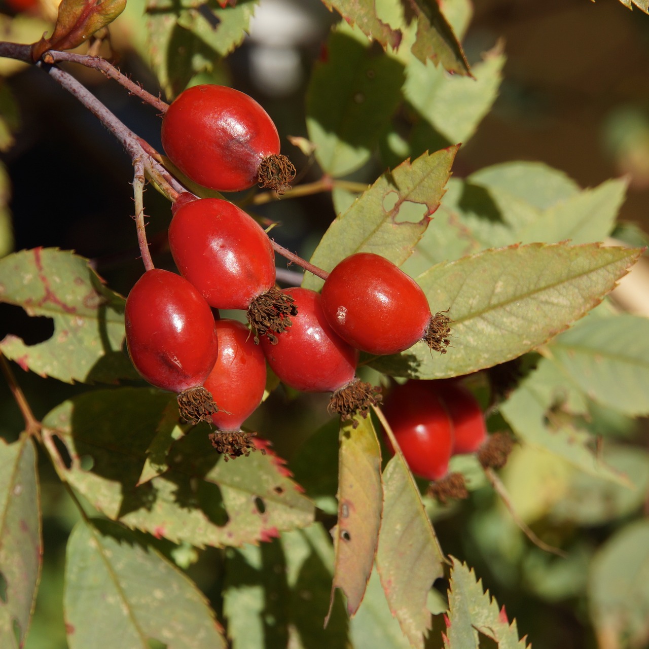 rose hip berry red berries free photo