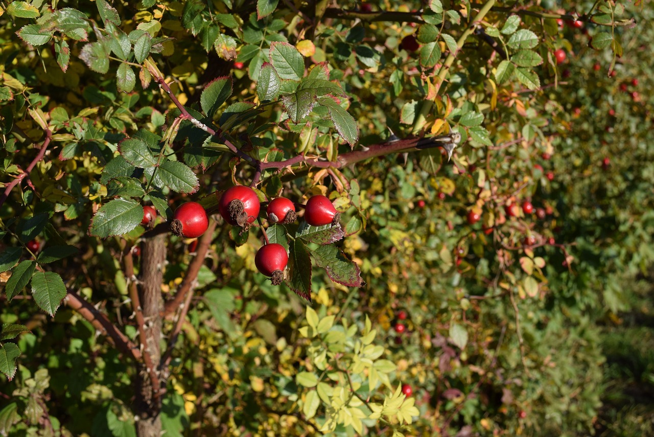 rose hip leaf natur free photo